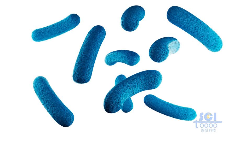 不帶鞭毛和尾巴的細菌