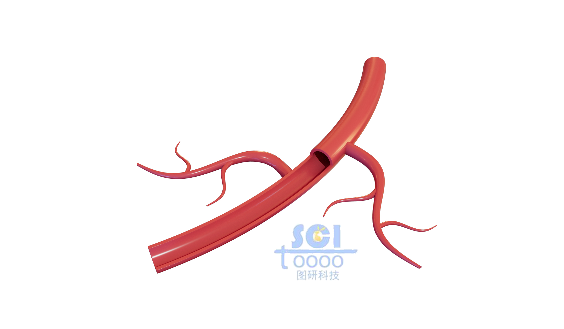 帶分支血管結構