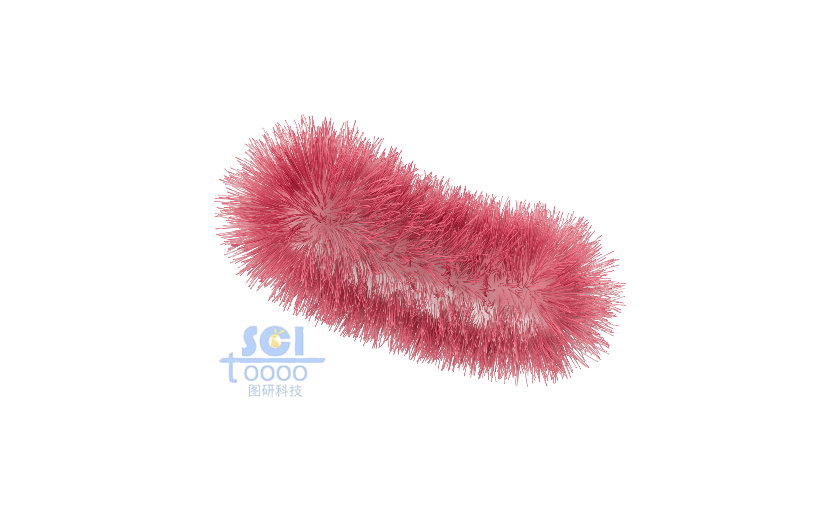 帶毛的大腸桿菌