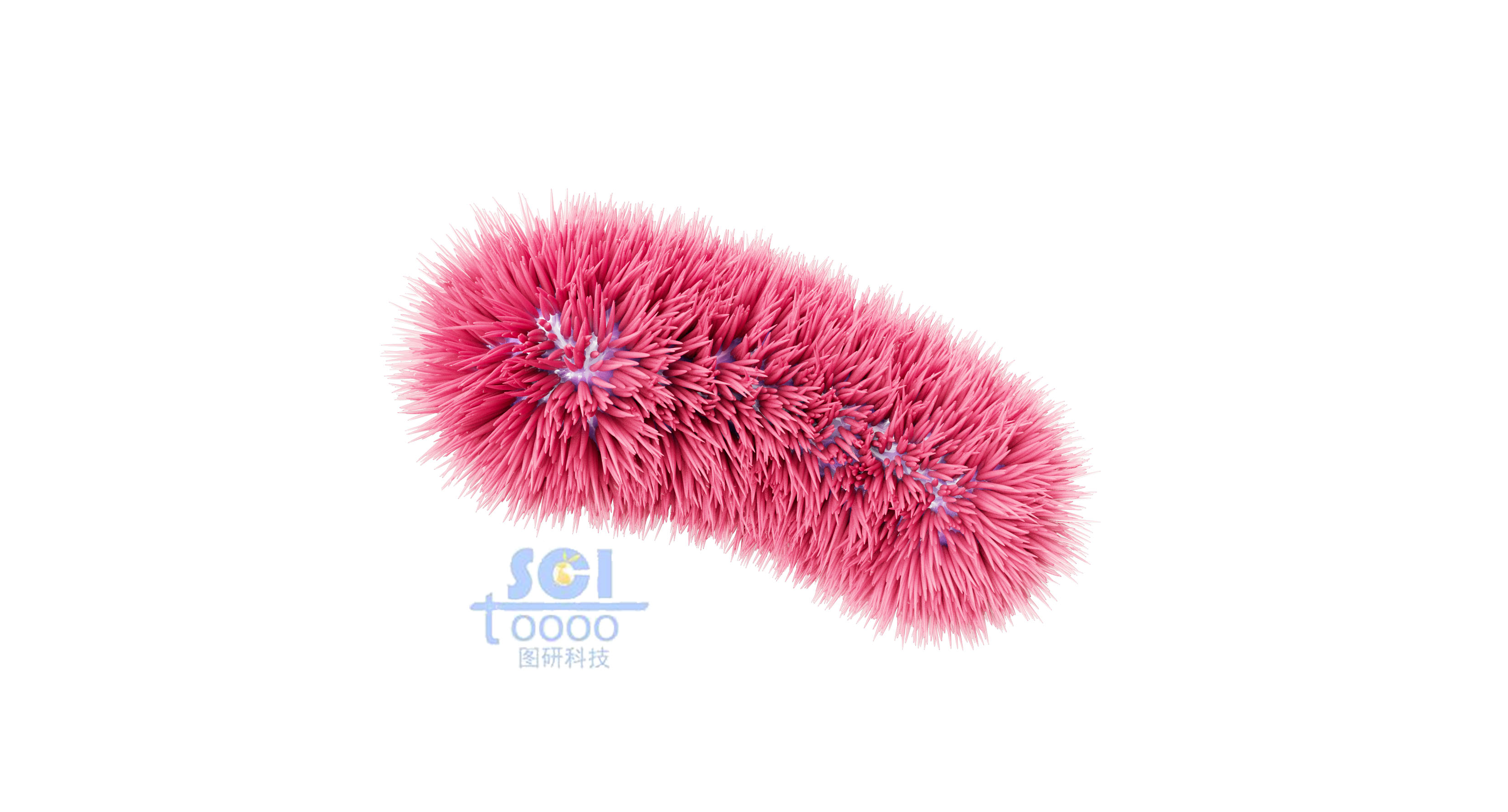 帶毛的大腸桿菌