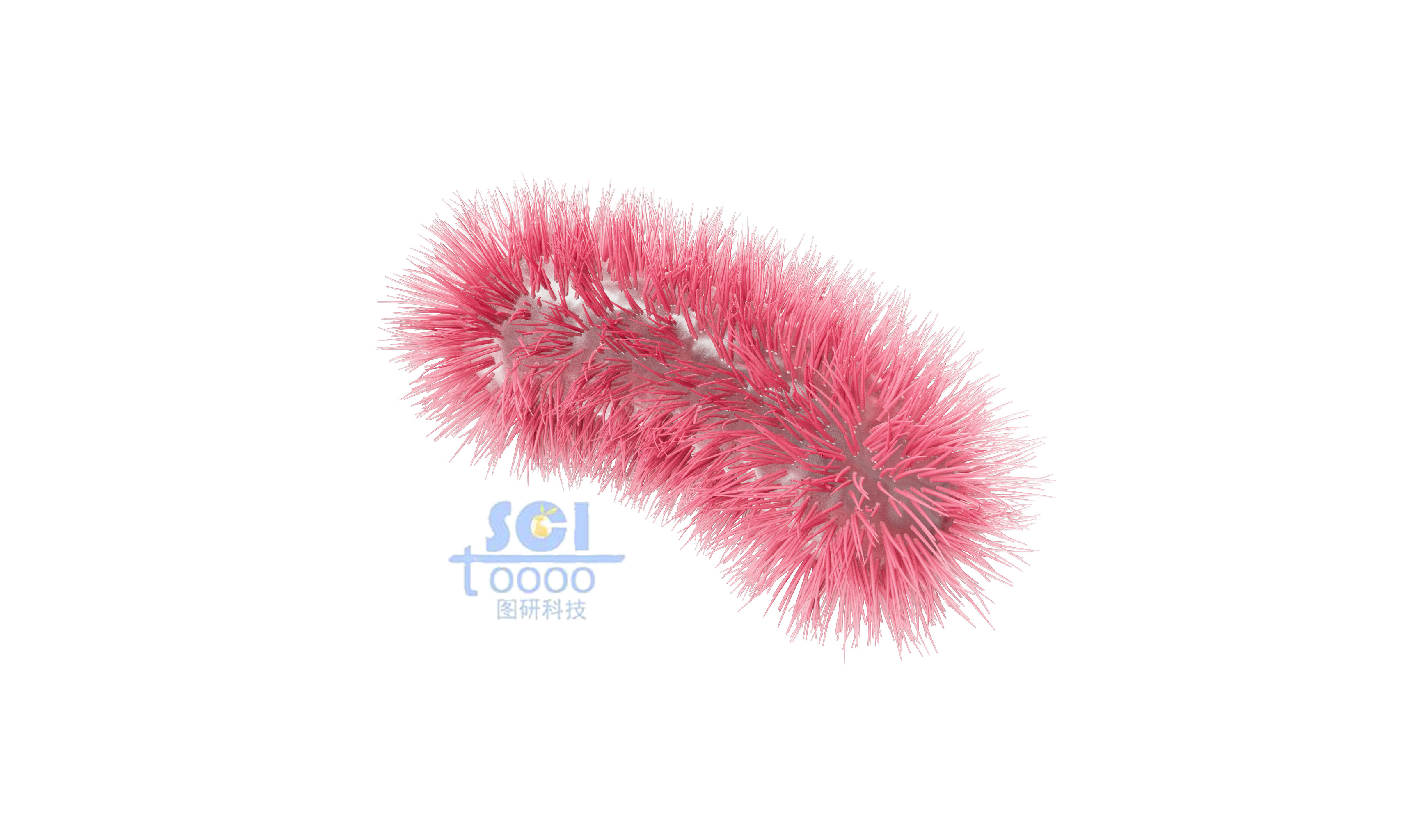 帶毛的大腸桿菌