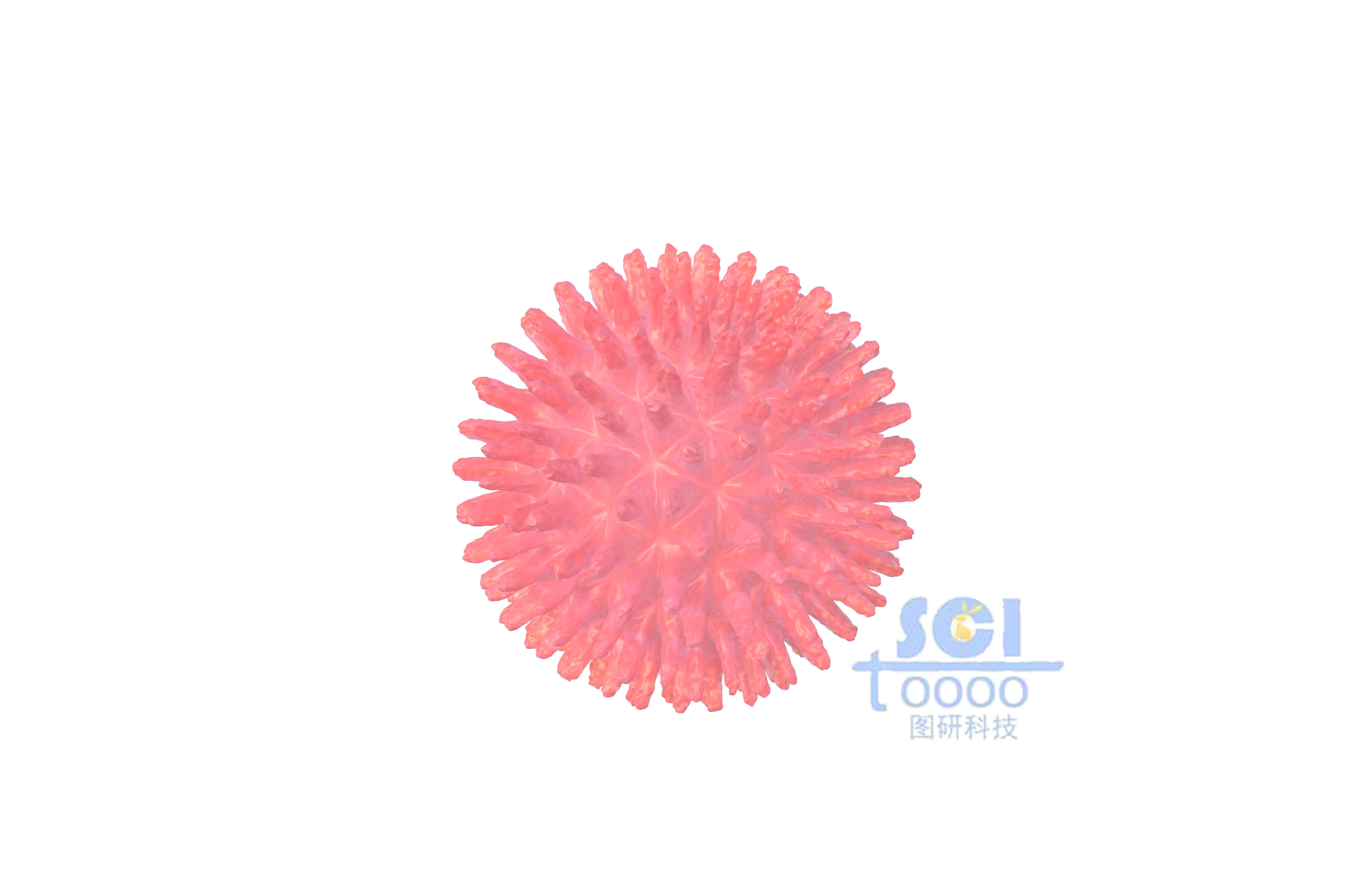 病毒結(jié)構(gòu)