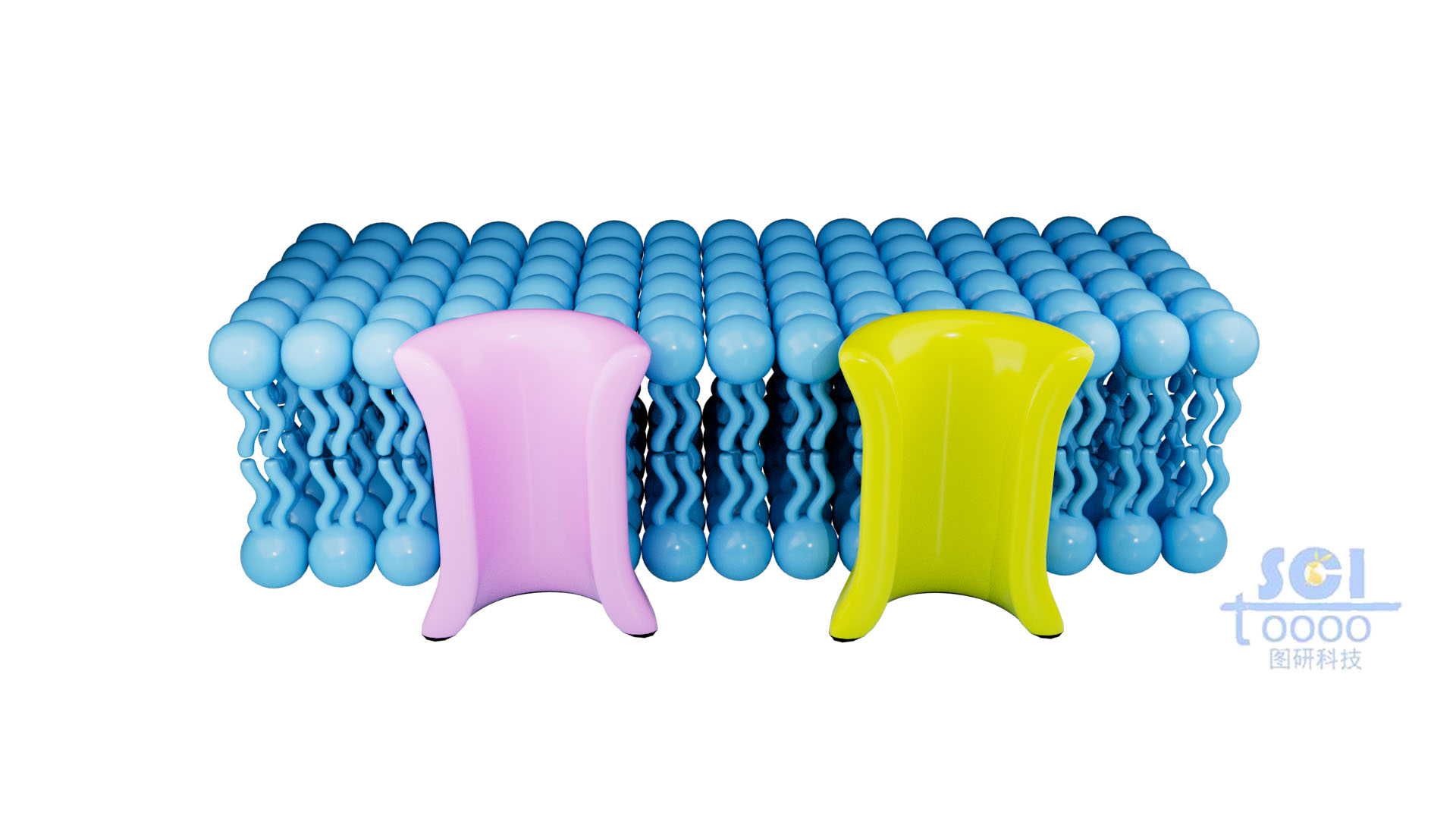 帶通道蛋白的磷脂雙分子層