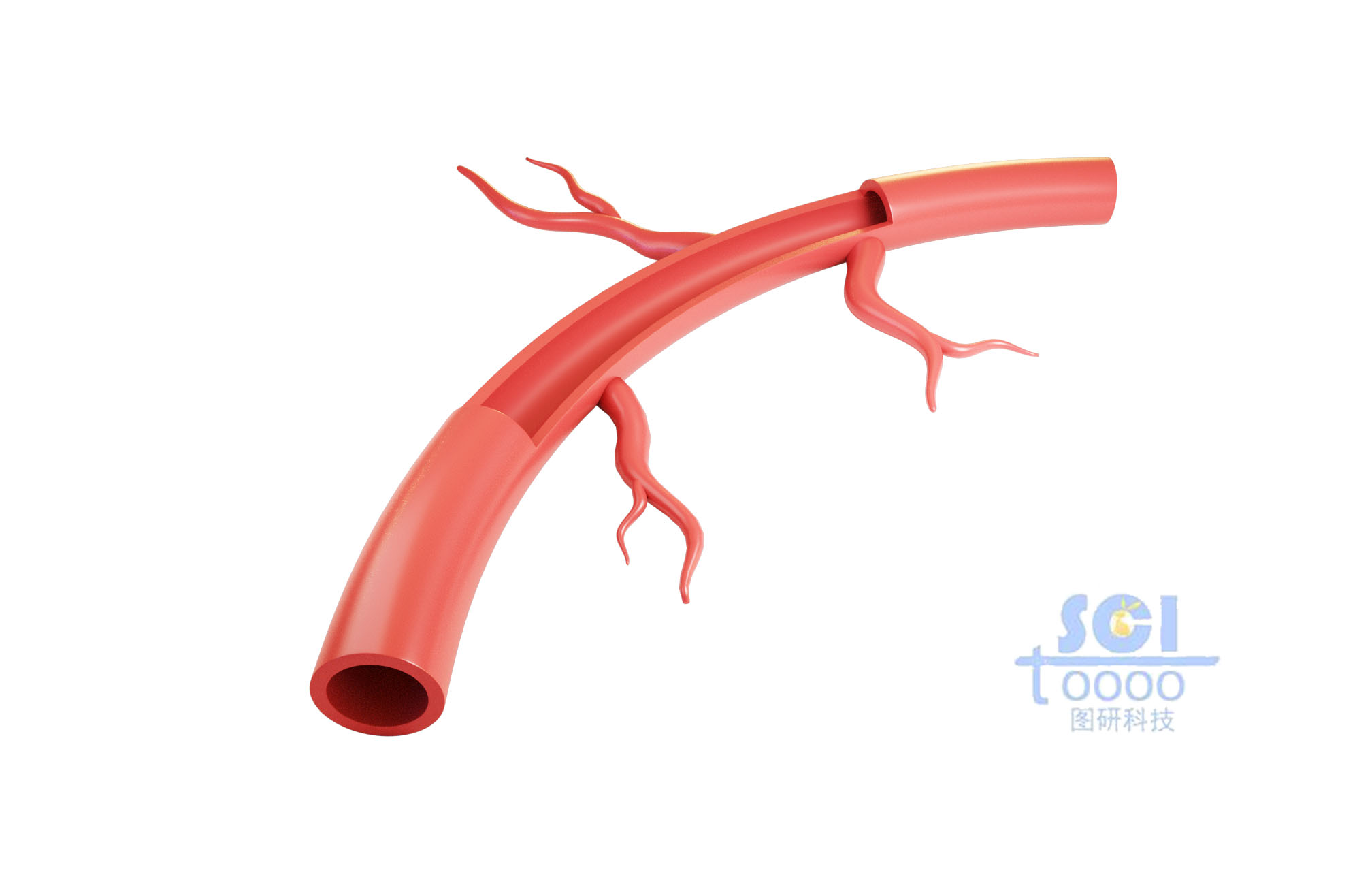 帶分支血管結(jié)構(gòu)