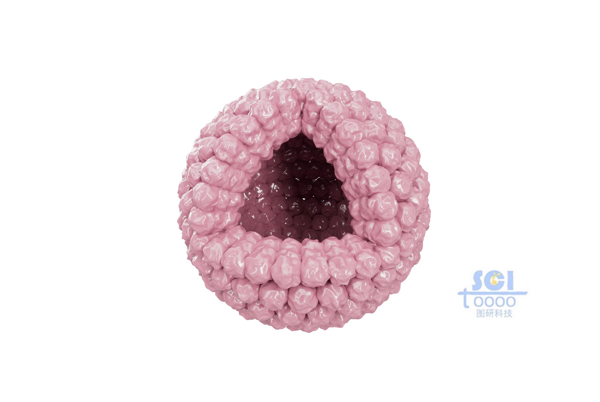 八分之一切面的癌細(xì)胞團(tuán)簇