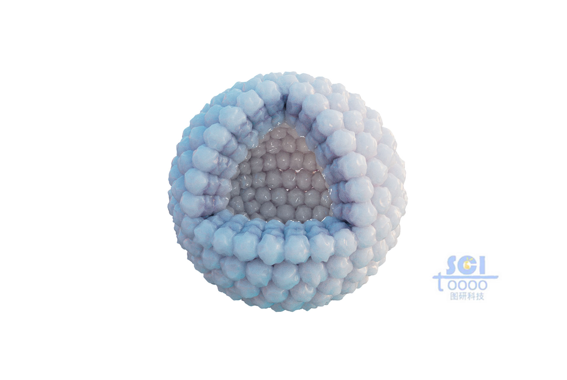 八分之一切面的癌細(xì)胞團(tuán)簇