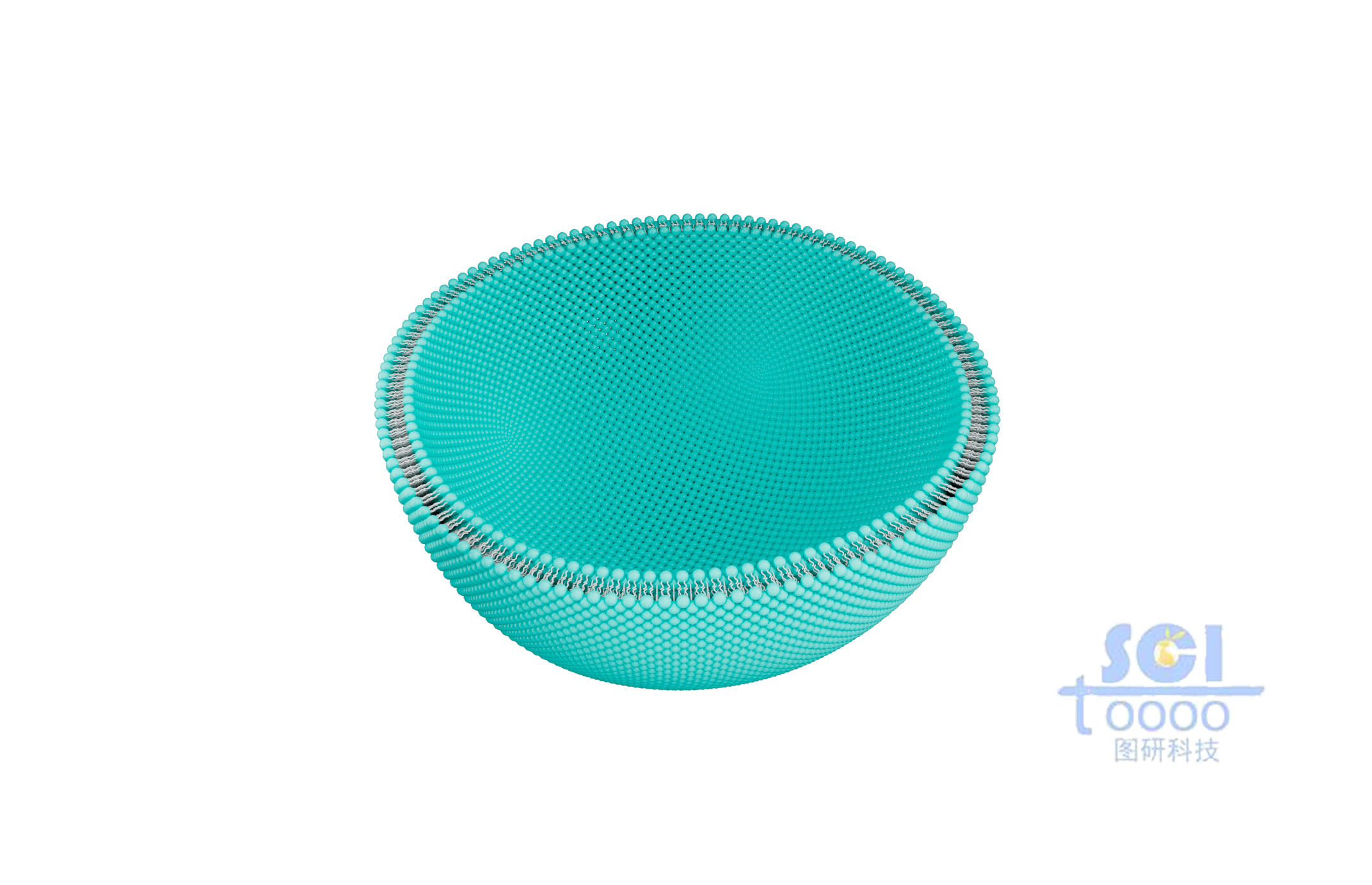 帶有磷脂雙分子層的細(xì)胞膜