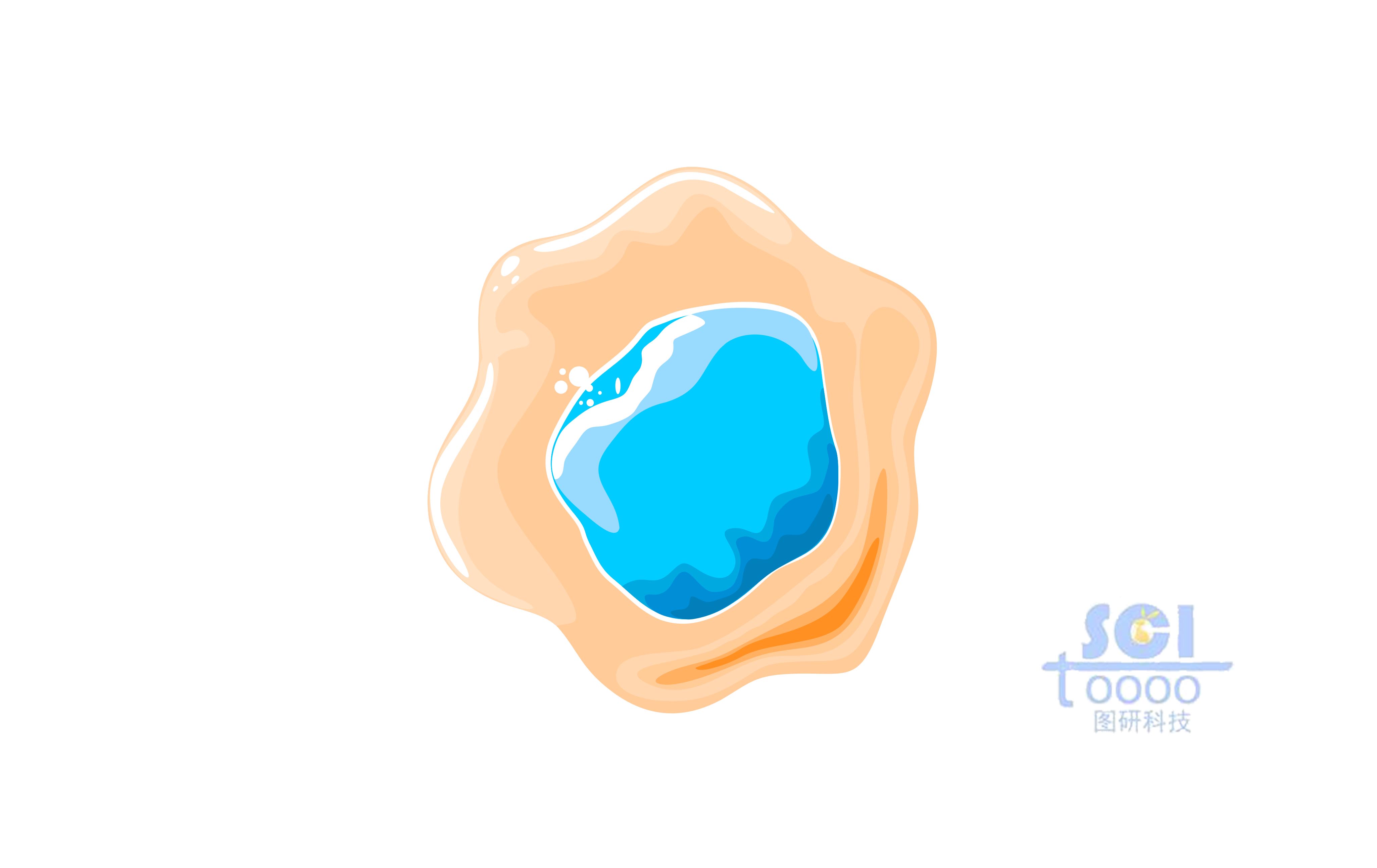 帶細(xì)胞核的小細(xì)胞