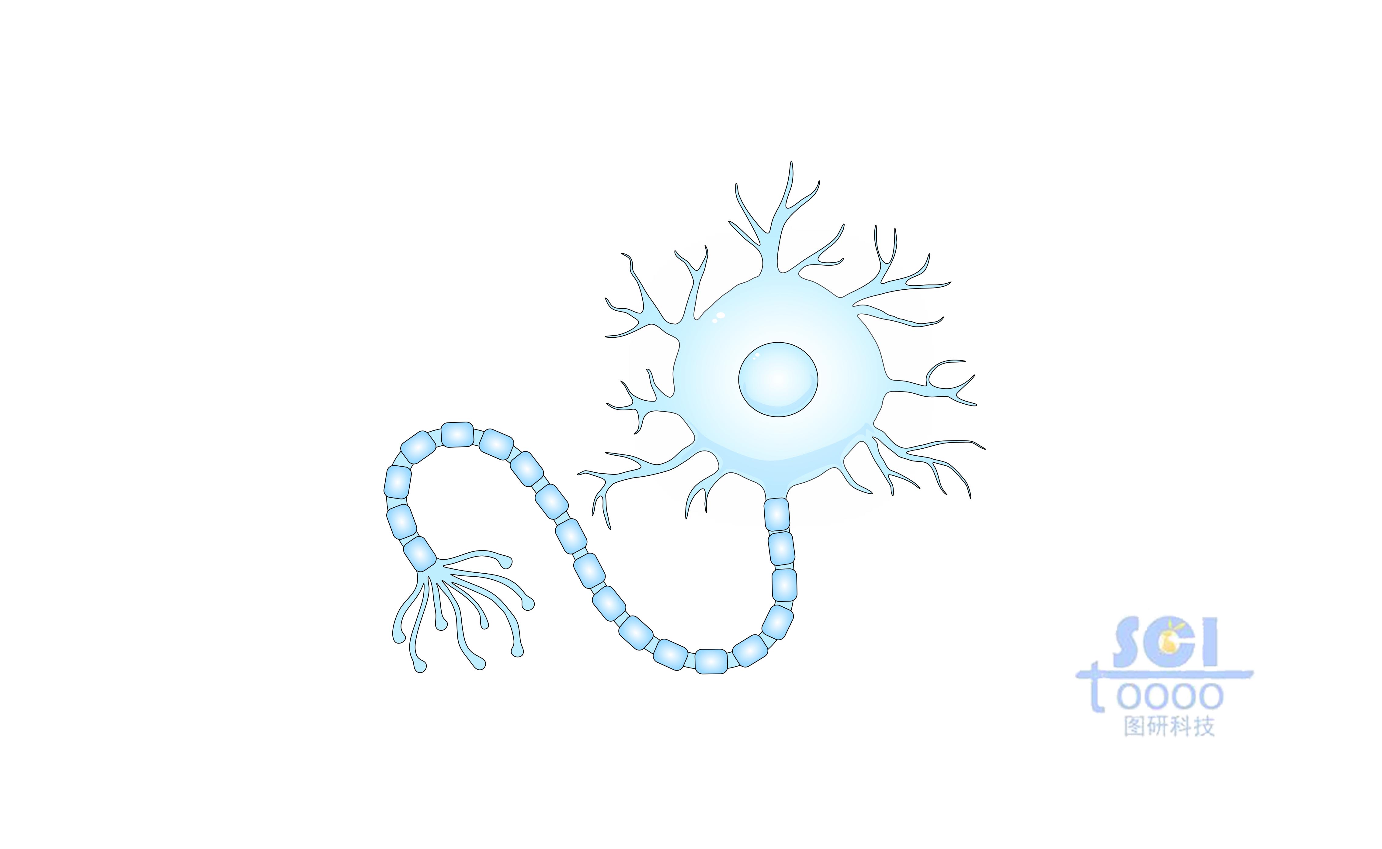 神經(jīng)元細(xì)胞