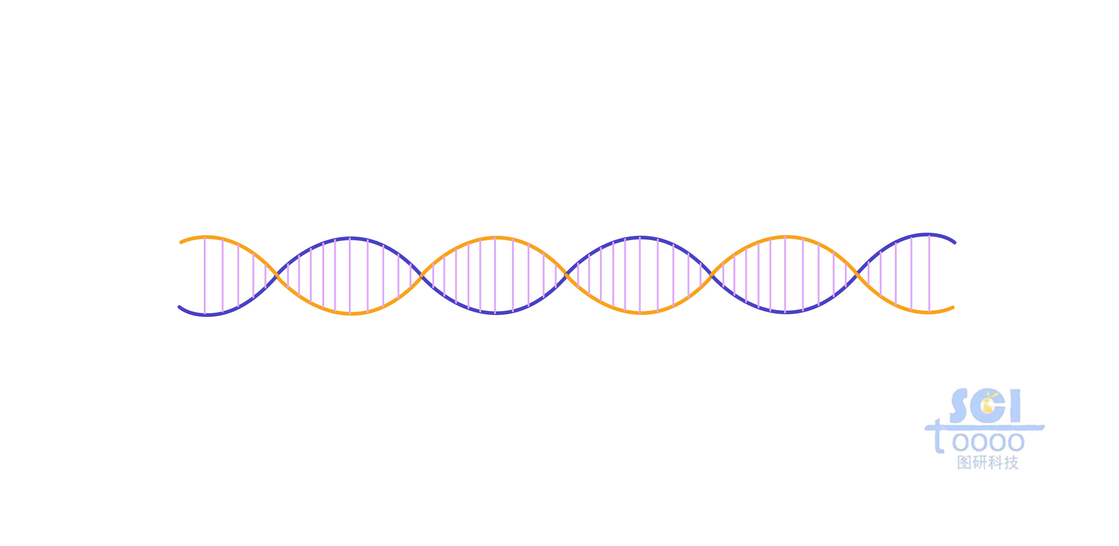 DNA結(jié)構(gòu)