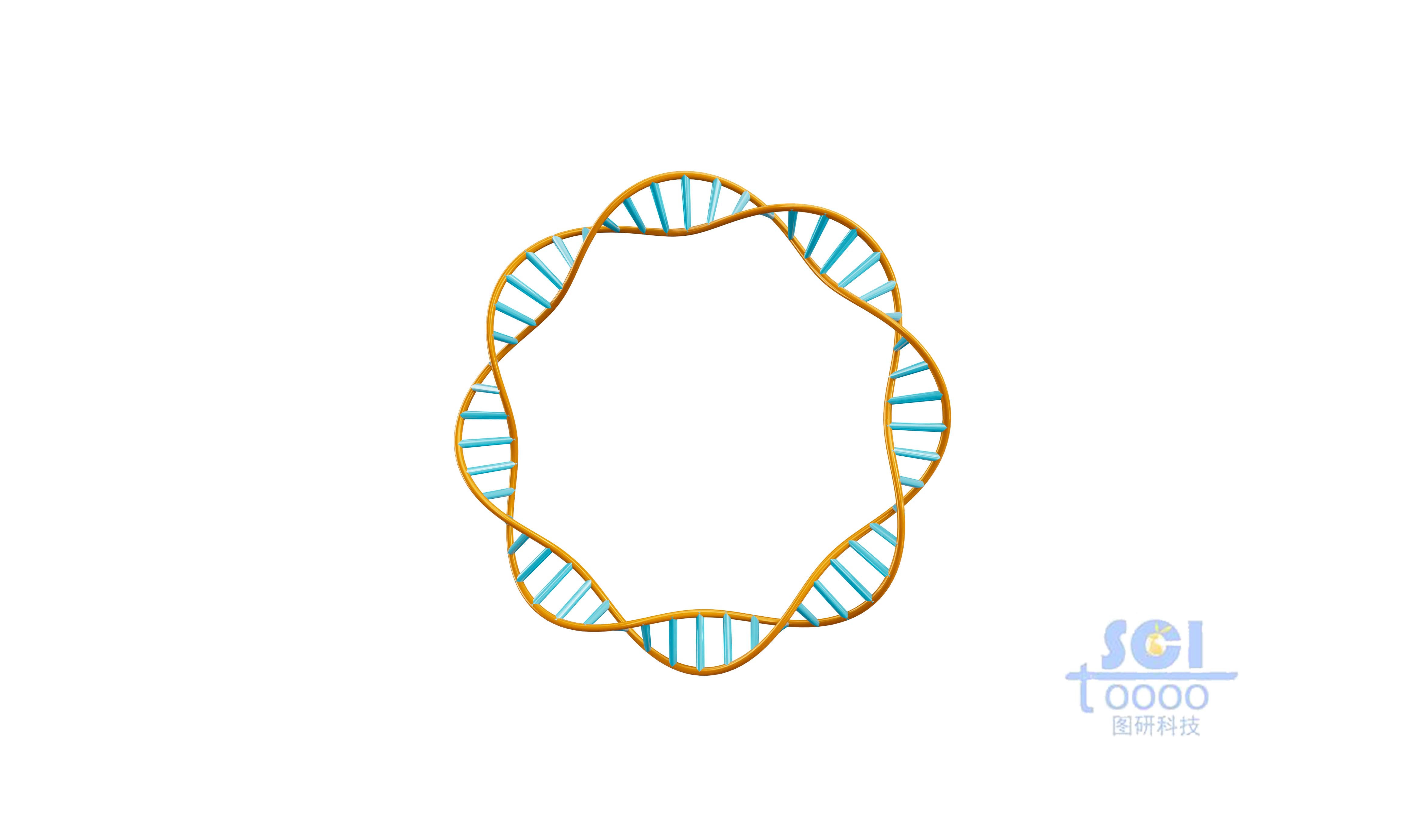 質(zhì)粒環(huán)