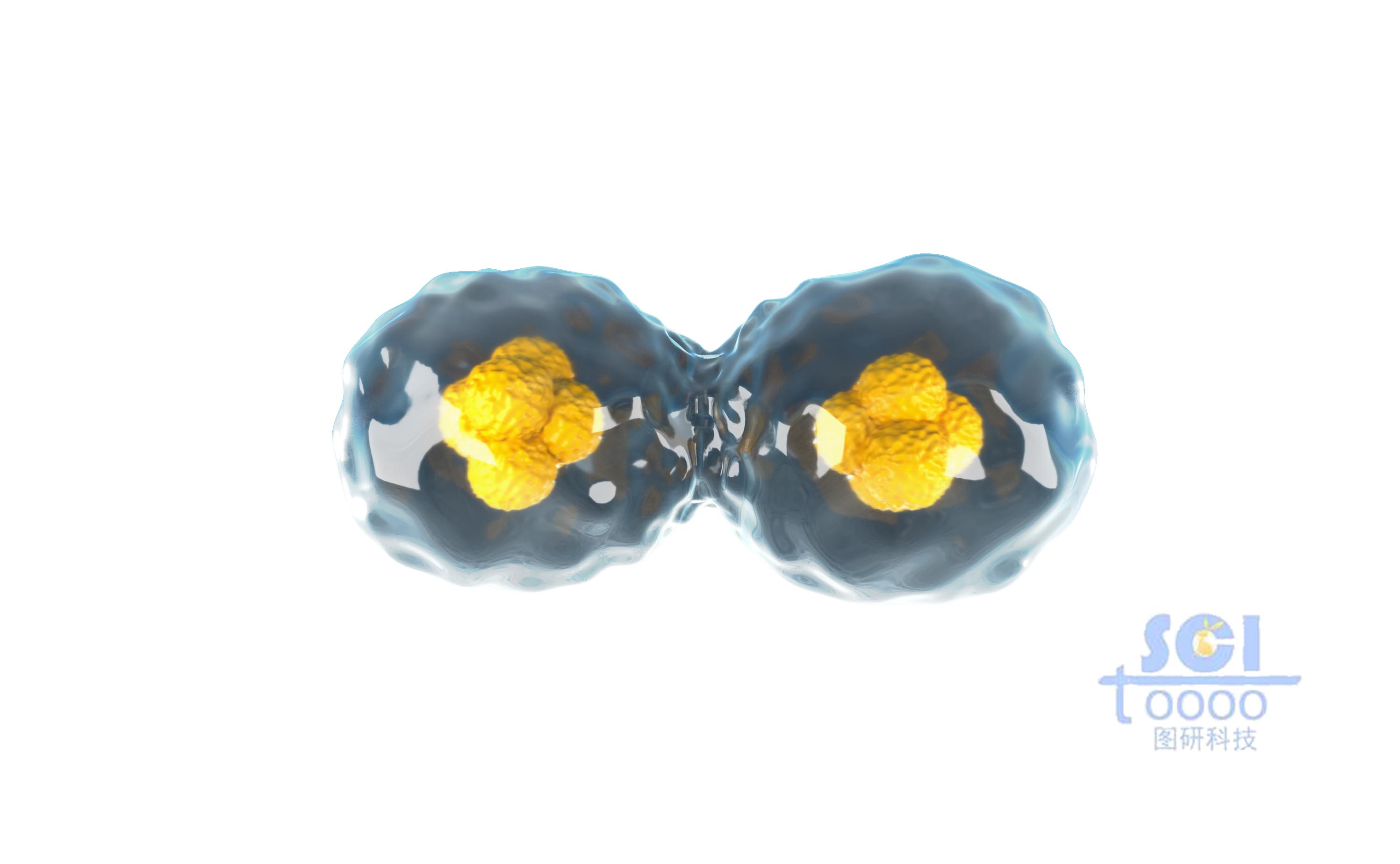 分裂的細(xì)胞