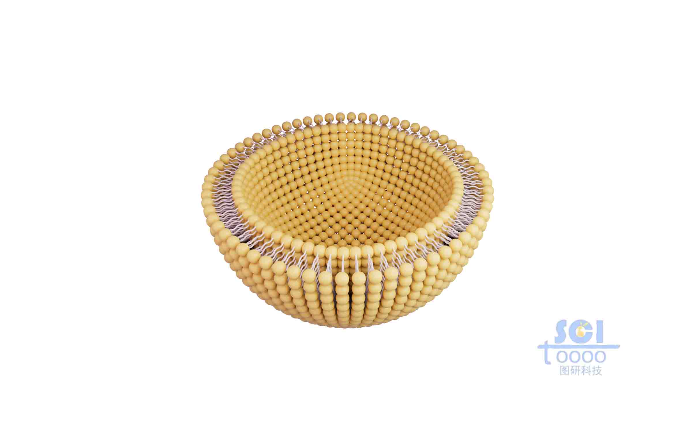 二分之一切口的磷脂雙分子層結(jié)構(gòu)的細(xì)胞膜