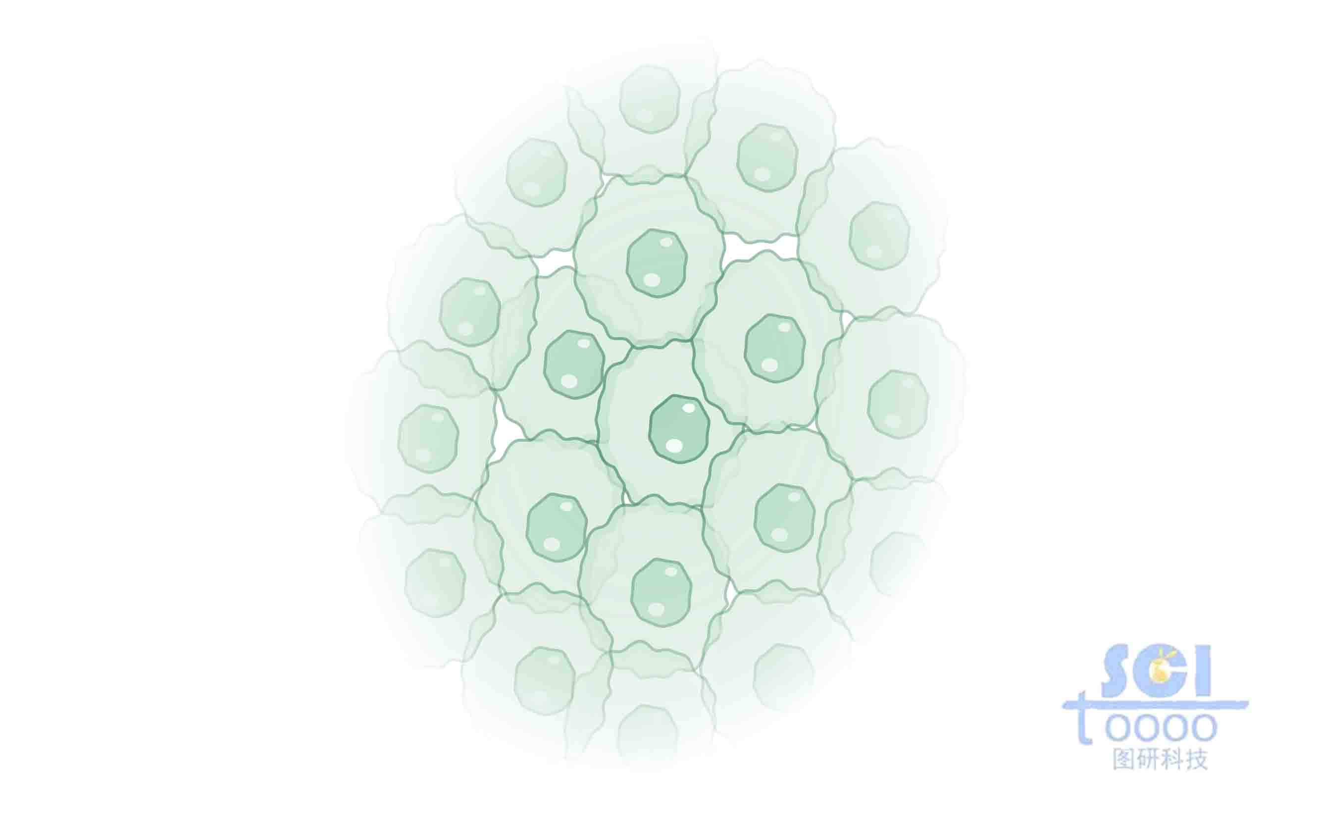 細(xì)胞團(tuán)簇