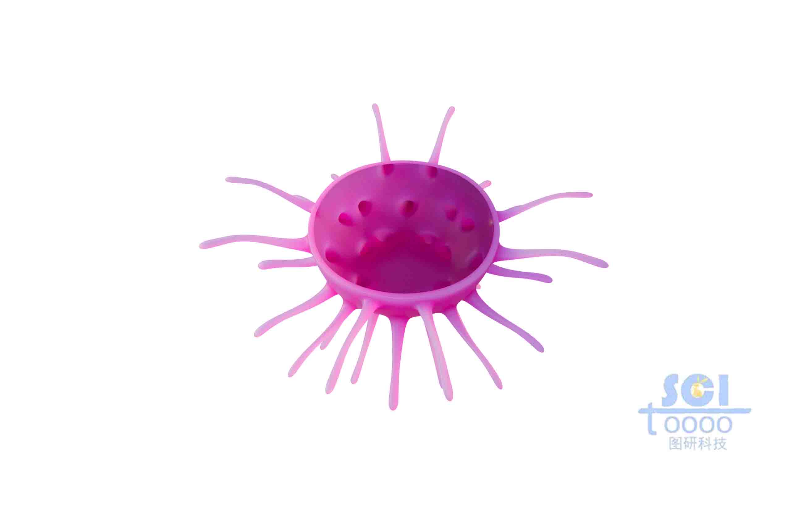 帶觸角的細(xì)胞