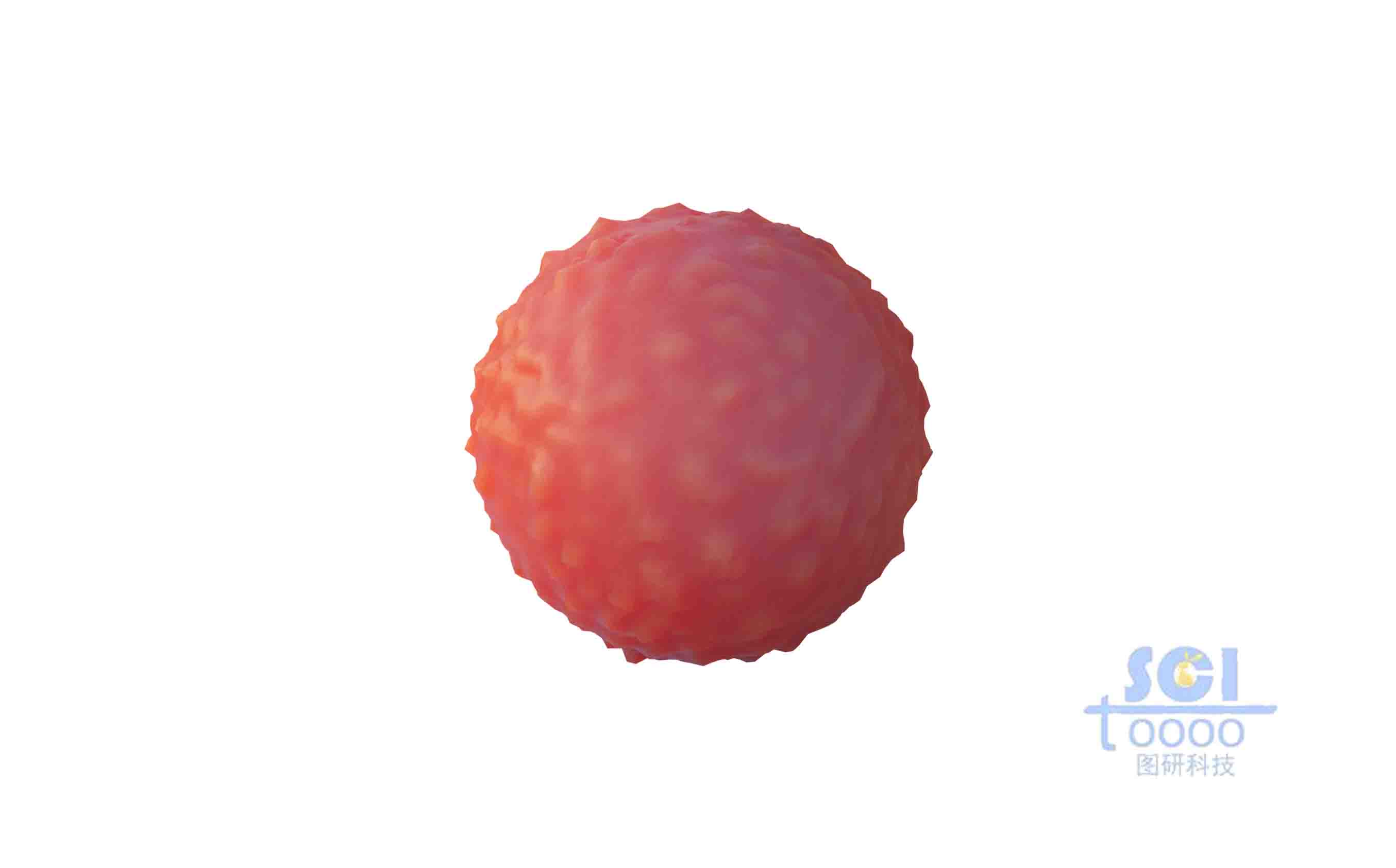 表面凹凸不平的小細(xì)胞