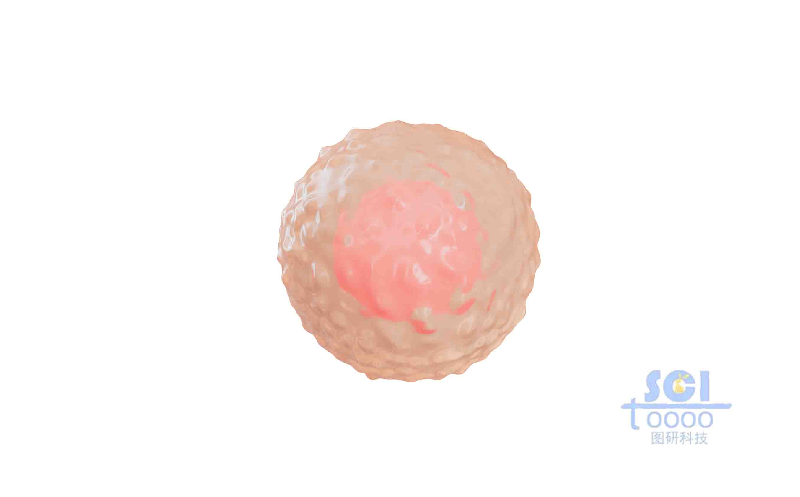 表面凹凸不平的小細(xì)胞