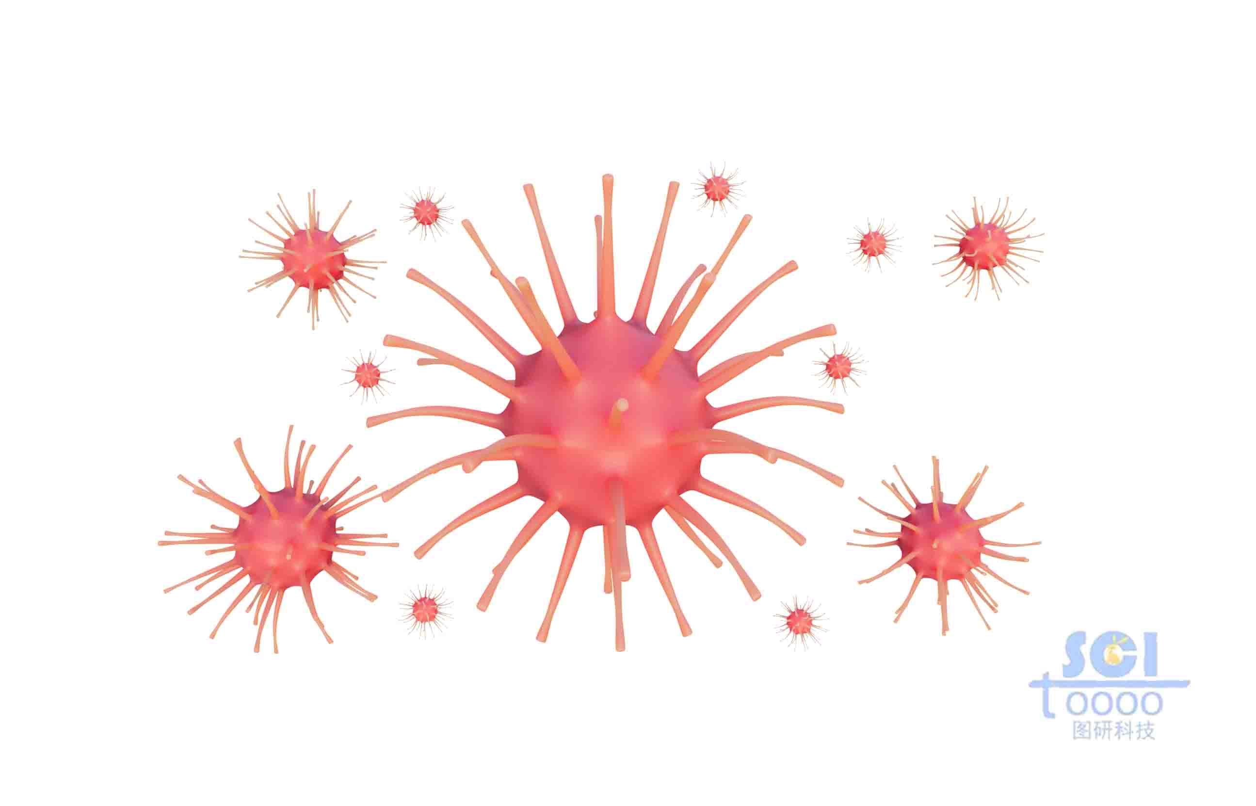 帶觸角的小細(xì)胞