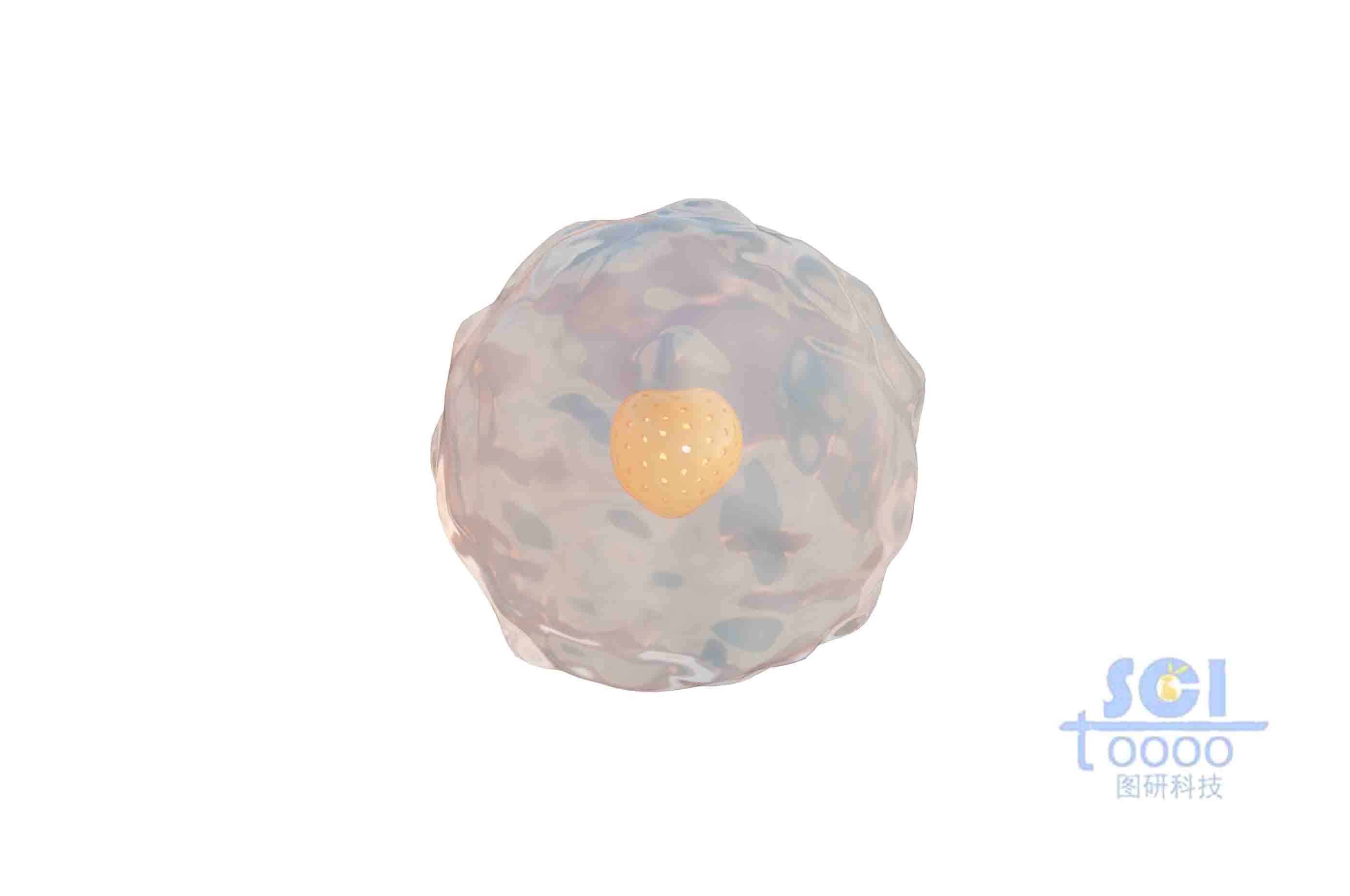 帶多孔細胞核的小細胞