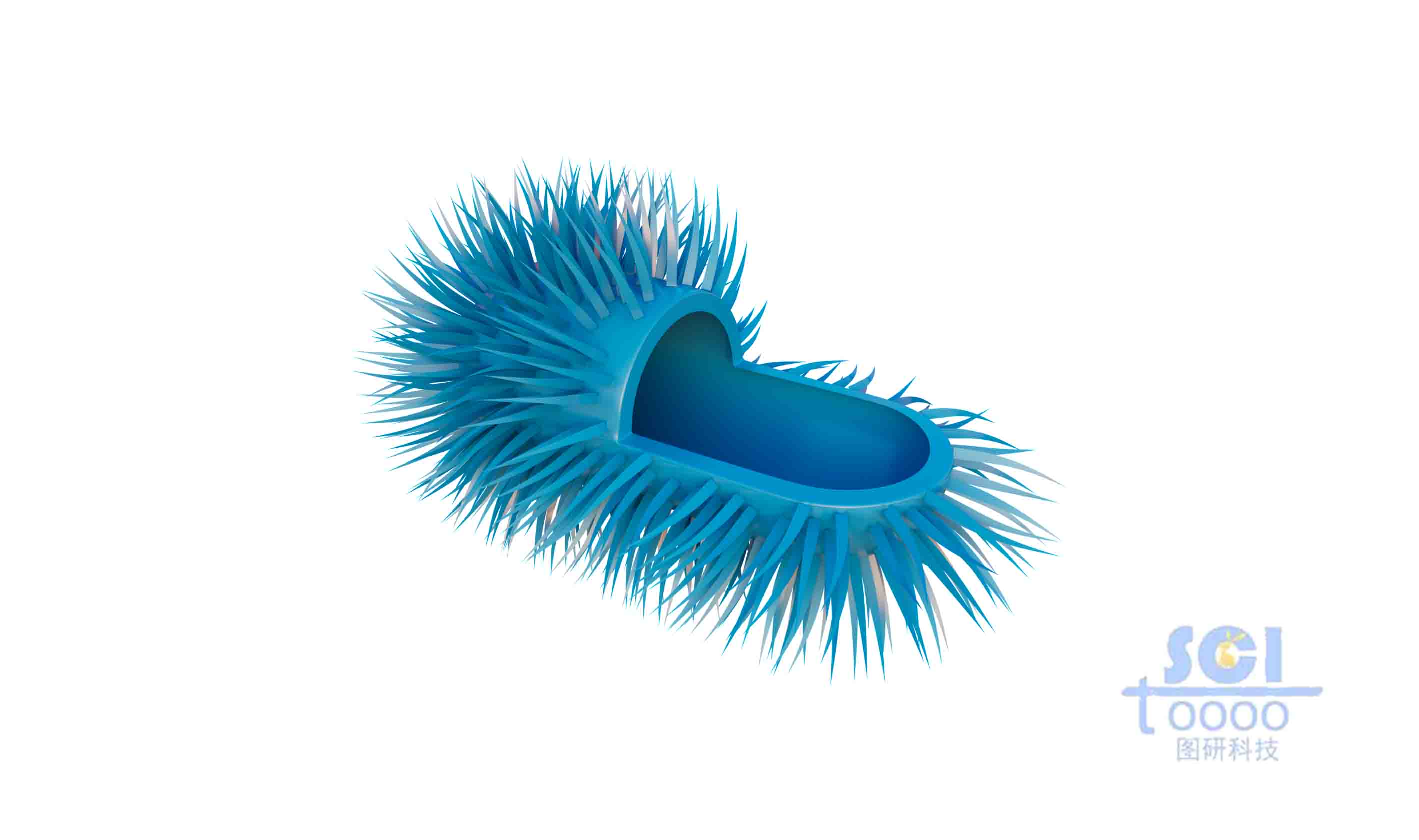 四分之一切面的長毛小細菌