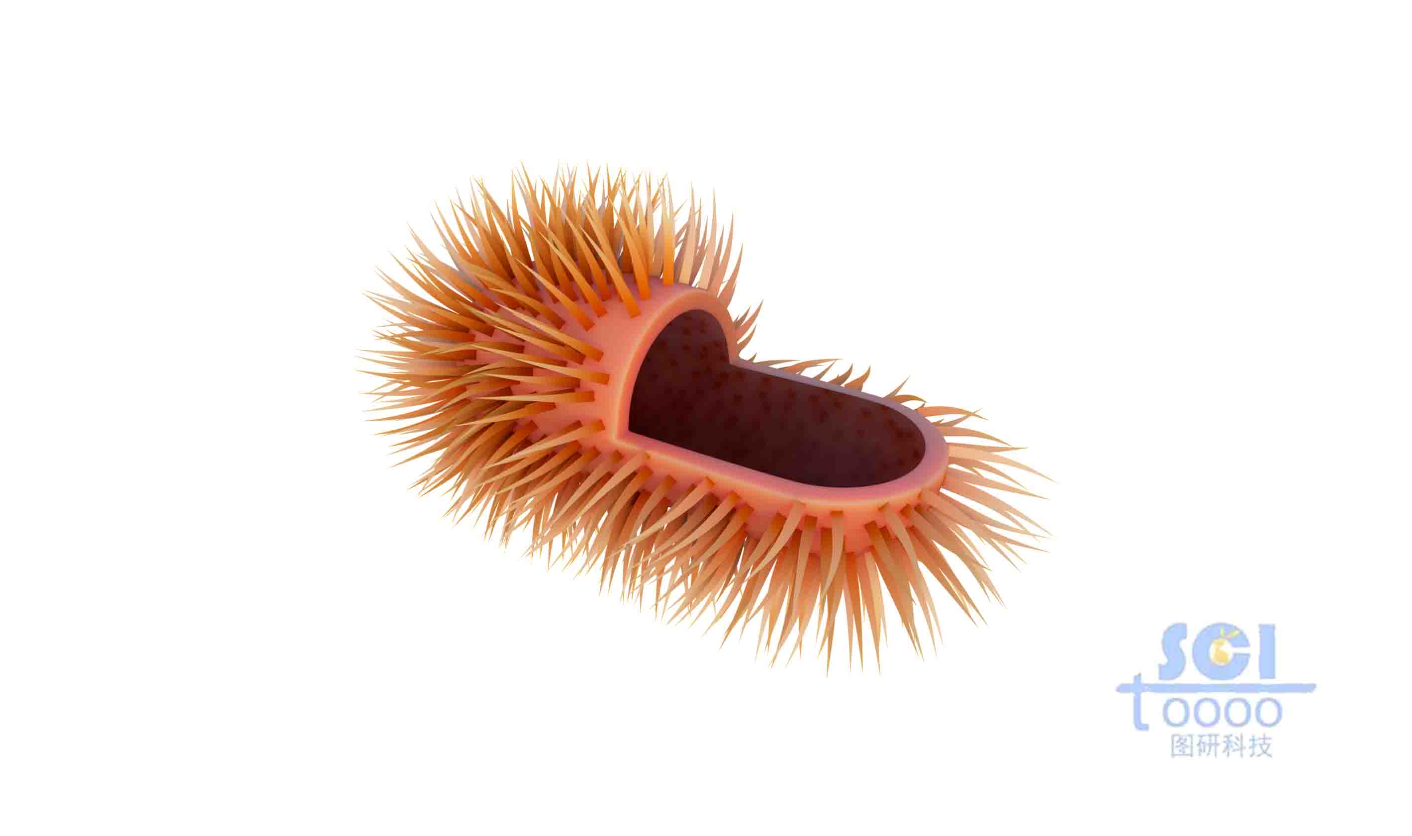 四分之一切面的長毛小細菌