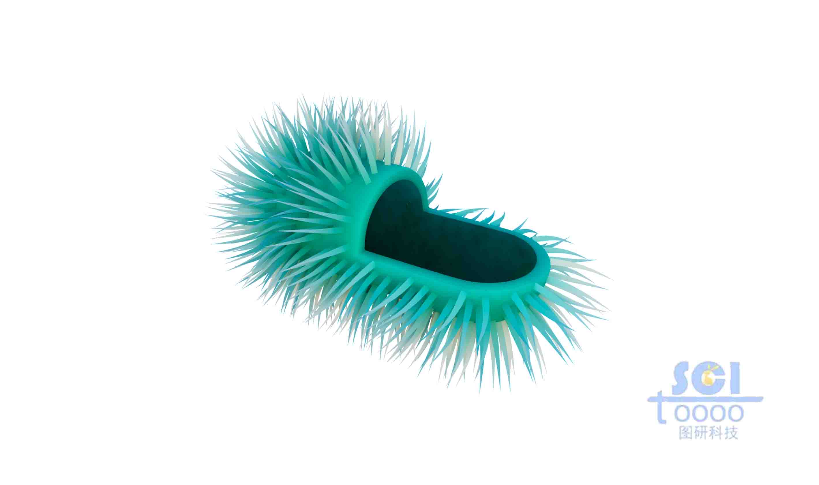 四分之一切面的長毛小細菌