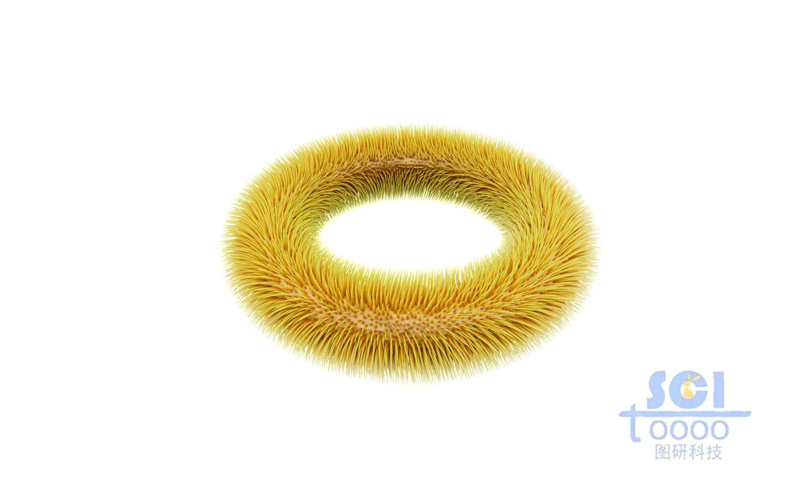 長毛刺的圓環(huán)