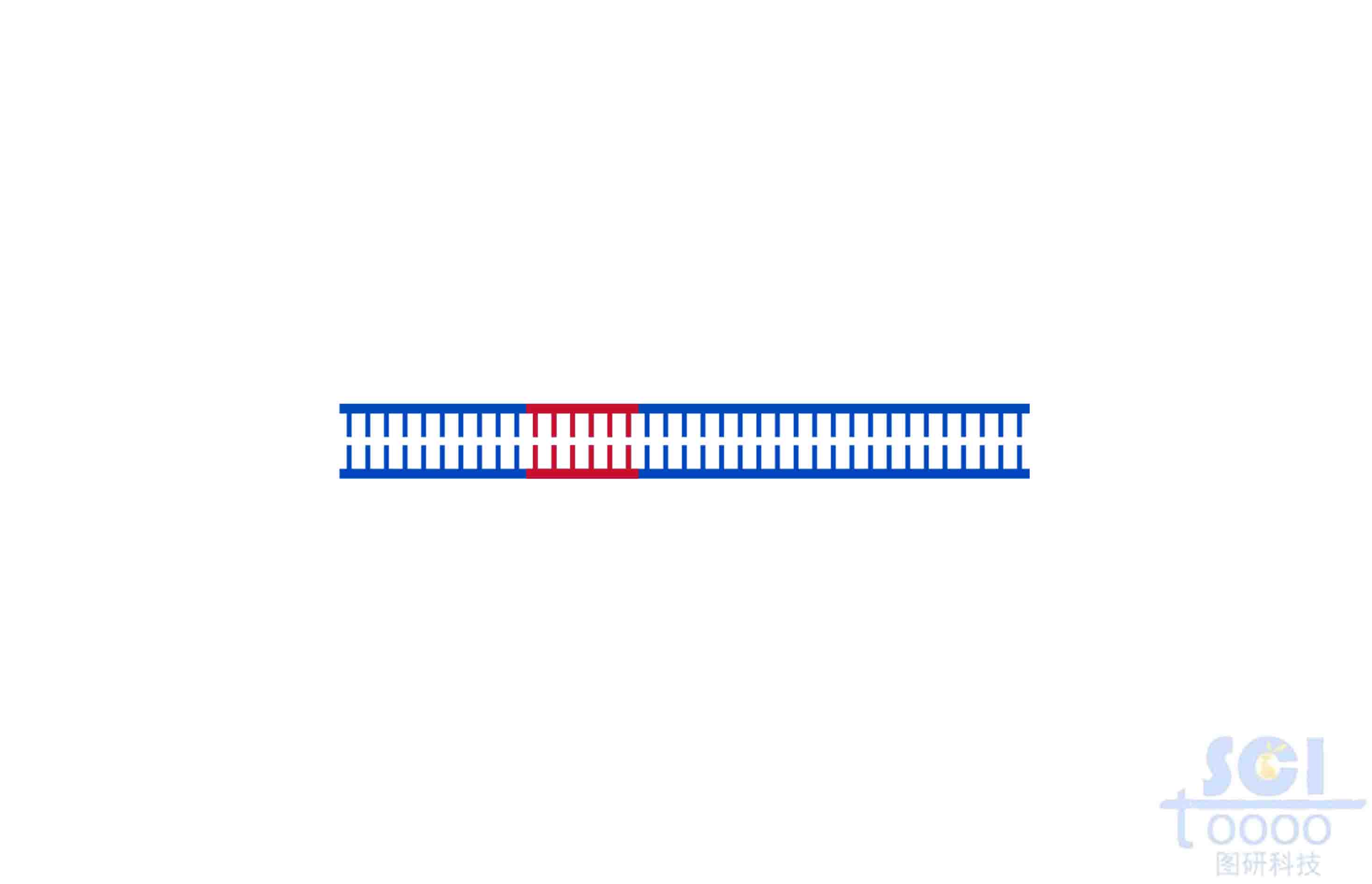 DNA（帶插入片段）