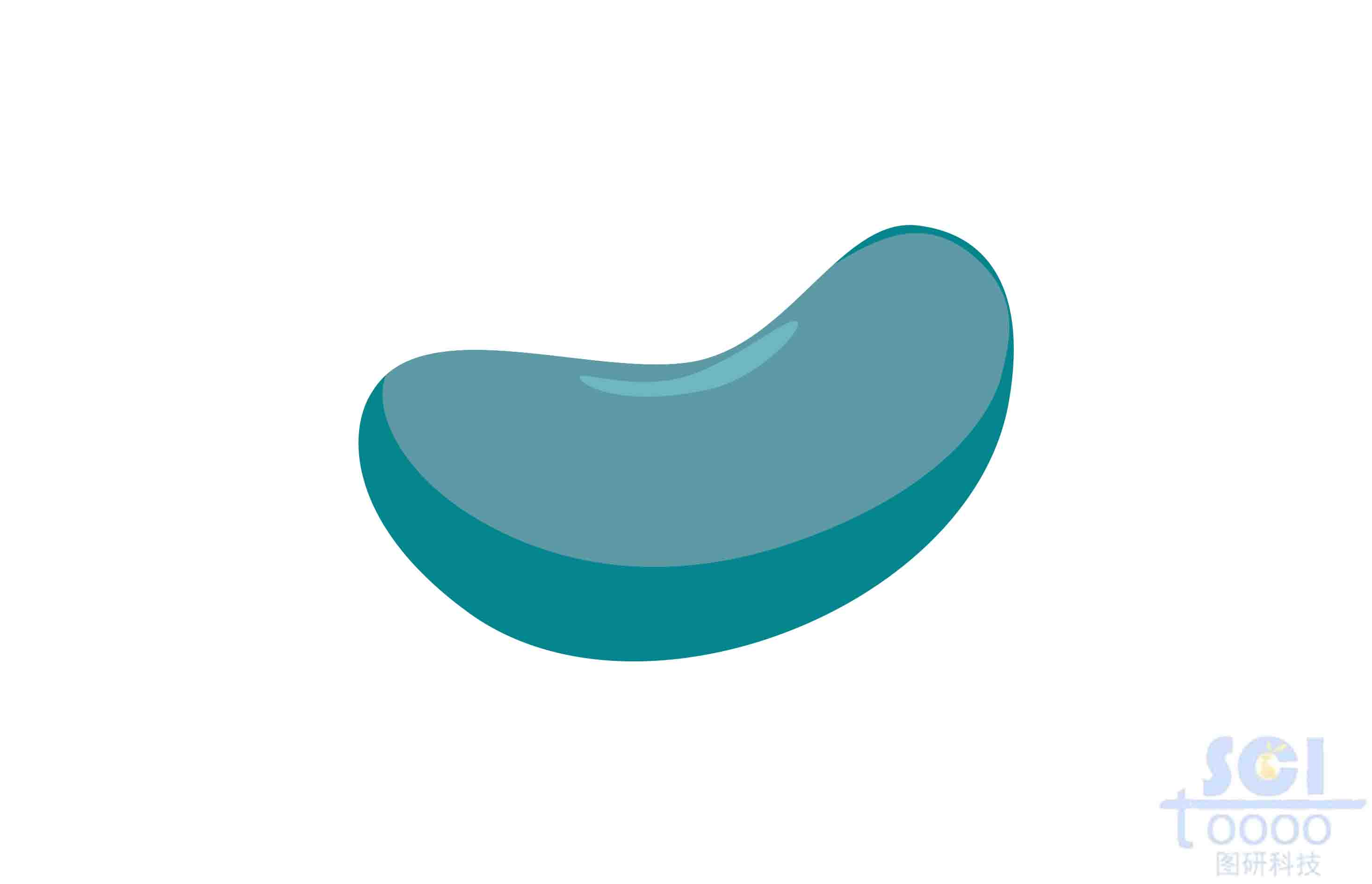 通用蛋白（扁豆型）