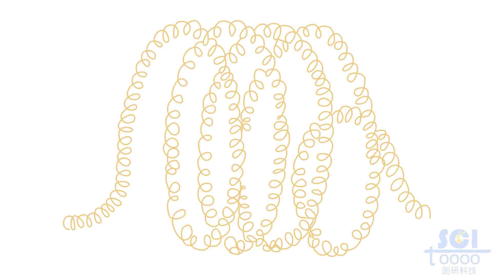 伸展染色質(zhì)