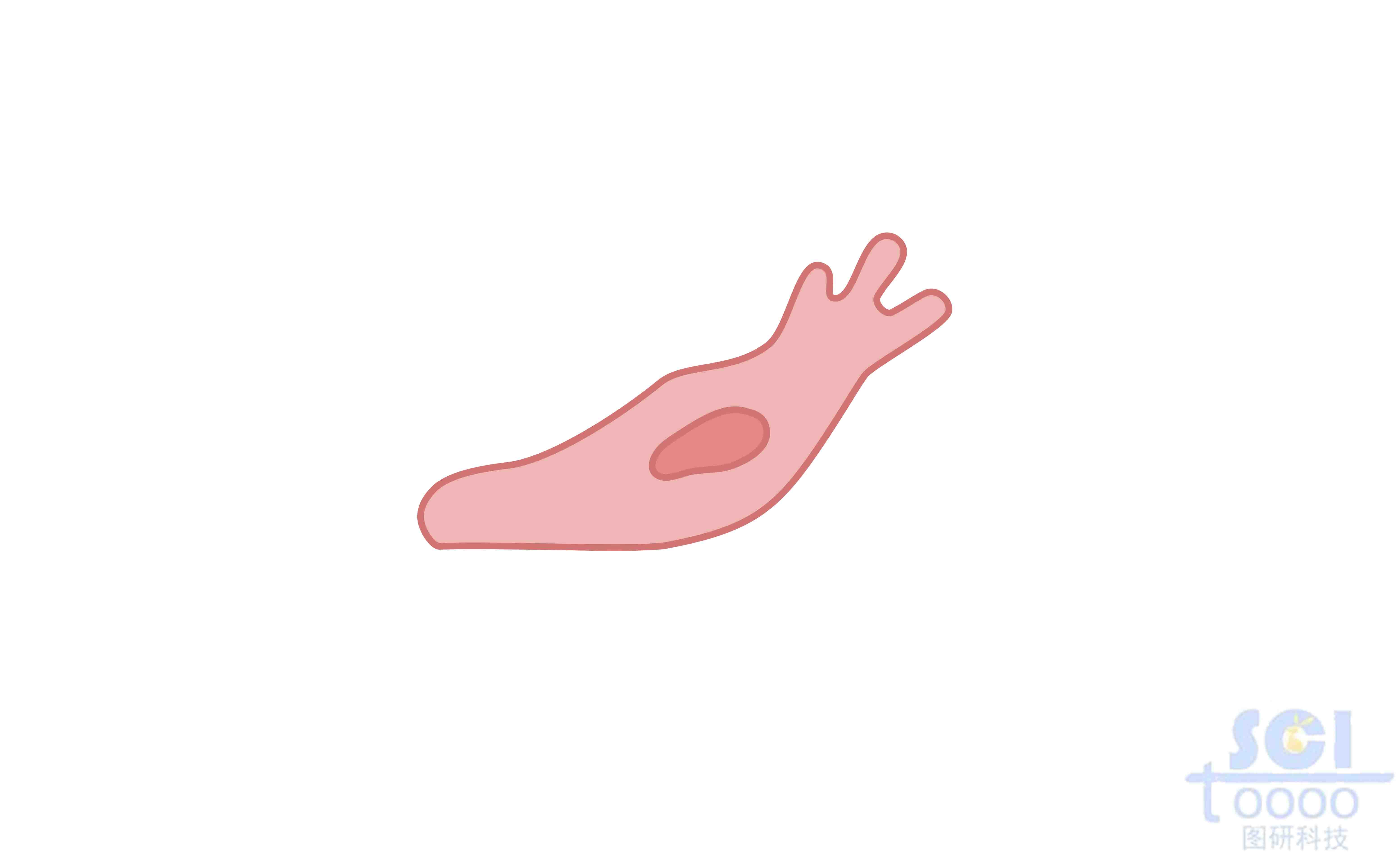 遷移中的內(nèi)皮細胞