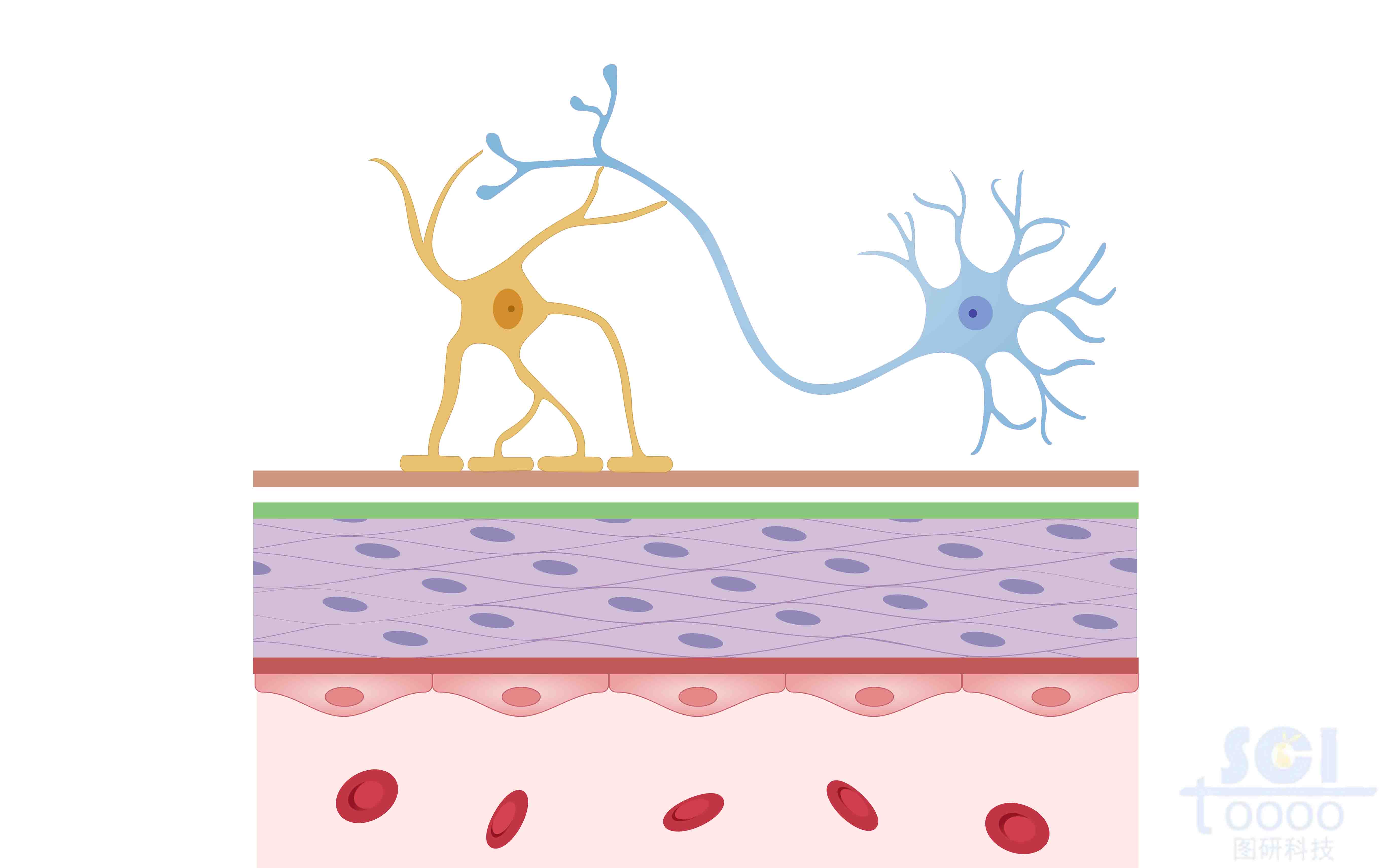神經(jīng)基底膜
