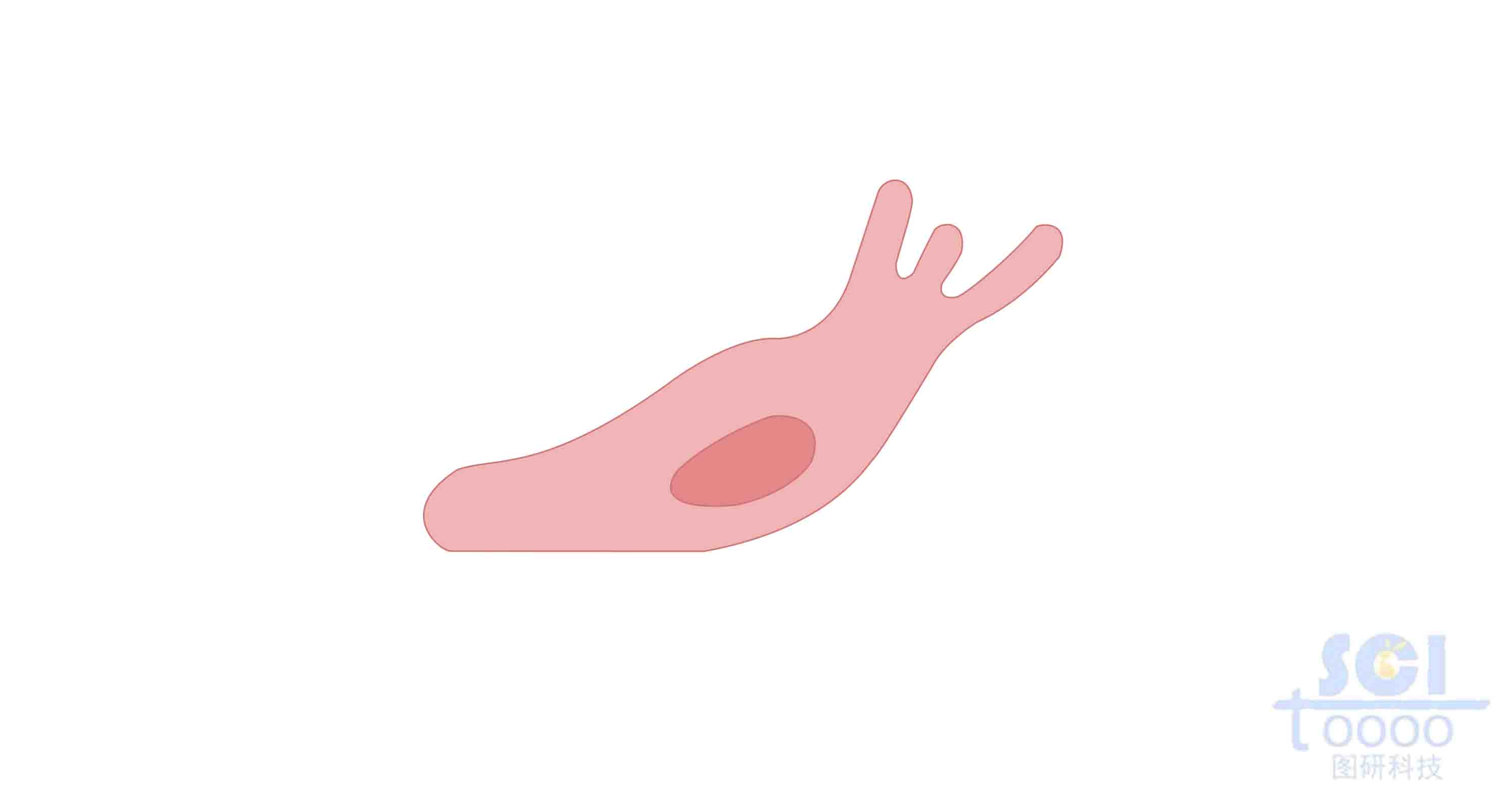 遷移中的內(nèi)皮細胞