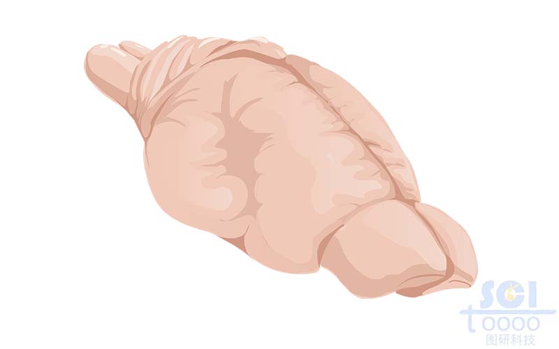 有認(rèn)知損傷的鼠腦