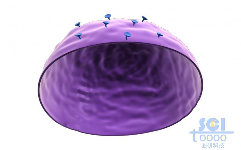 細(xì)胞切面圖