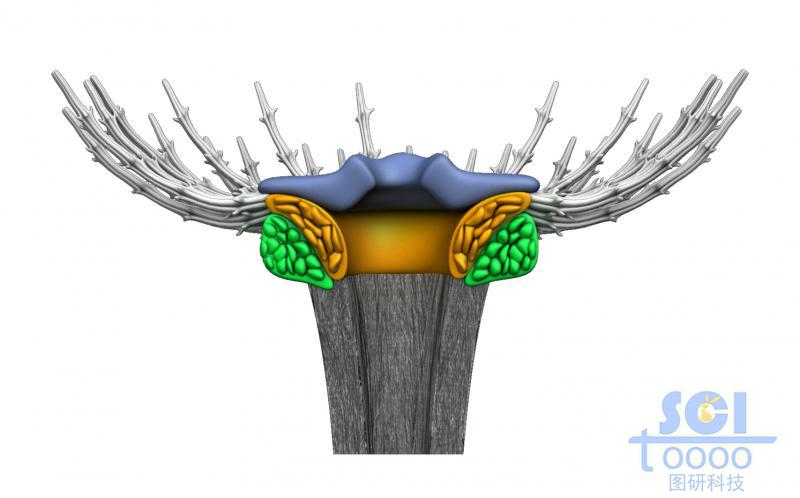蒲公英結(jié)構(gòu)的微觀示意圖