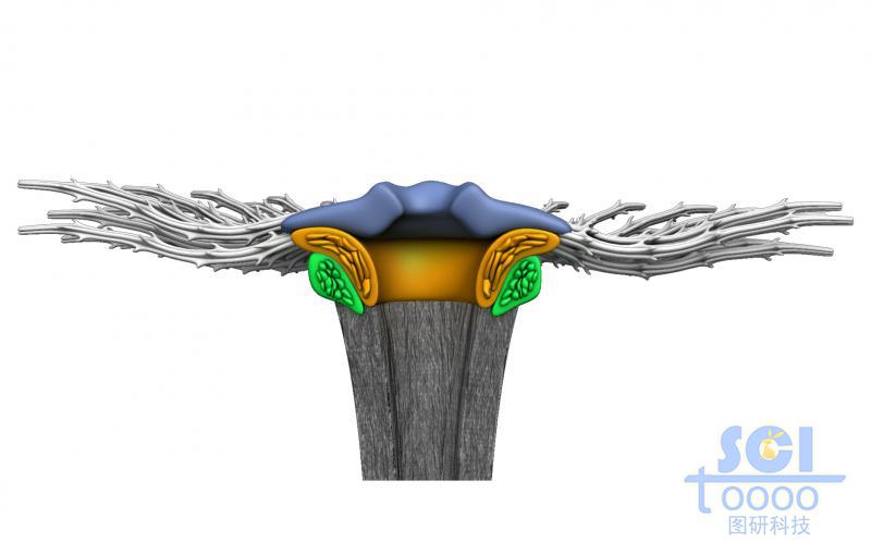 蒲公英結(jié)構(gòu)的微觀示意圖