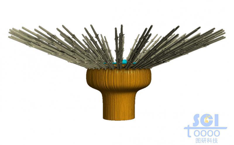 蒲公英結(jié)構(gòu)的微觀示意圖
