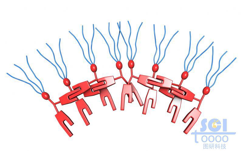 兩兩相扣相互交聯(lián)的分子模式圖