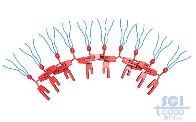 兩兩相扣相互交聯(lián)的分子模式圖
