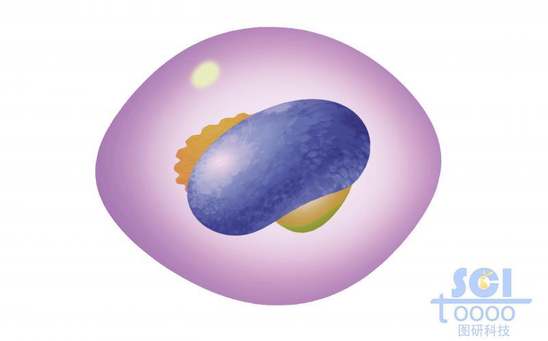 造血干細(xì)胞