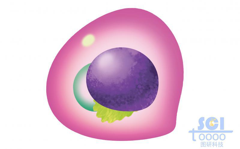 紅系祖細(xì)胞