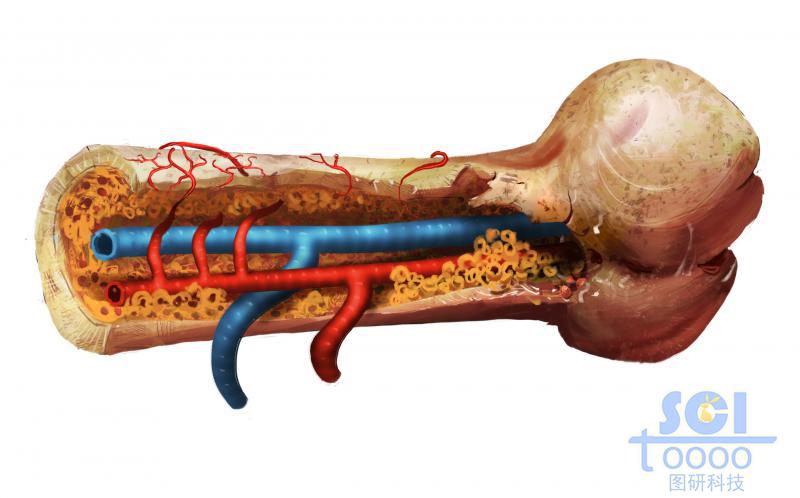 帶靜脈動脈血管的骨髓腔