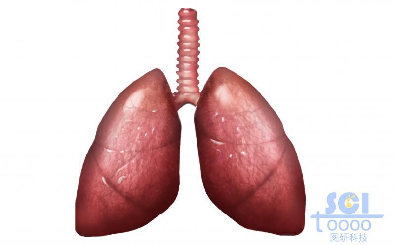肺部結(jié)構(gòu)