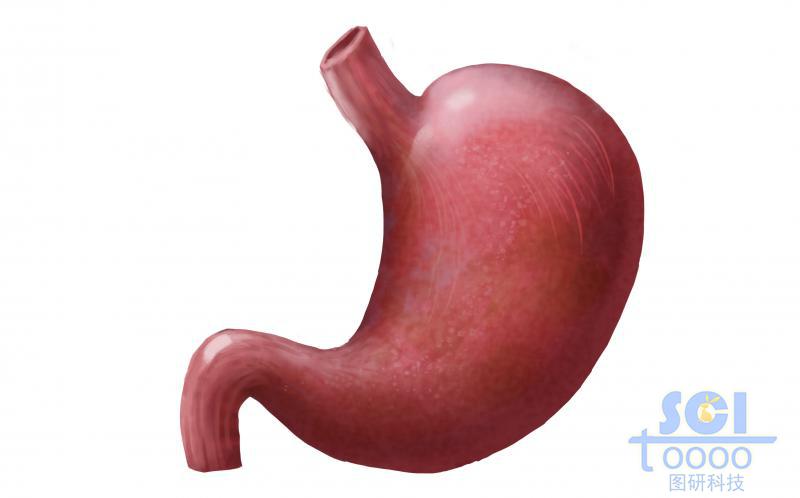 胃部結(jié)構(gòu)