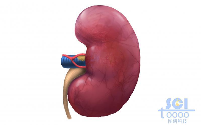 腎結(jié)構(gòu)