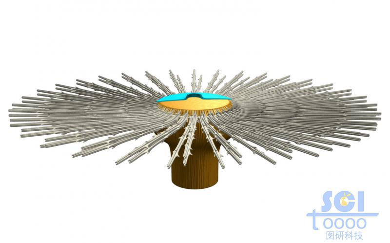 蒲公英結(jié)構(gòu)的微觀示意圖