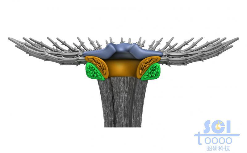 蒲公英結(jié)構(gòu)的微觀示意圖