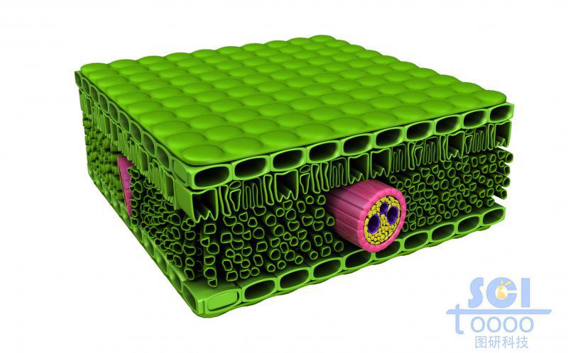 植物葉片的多層結(jié)構(gòu)剖面