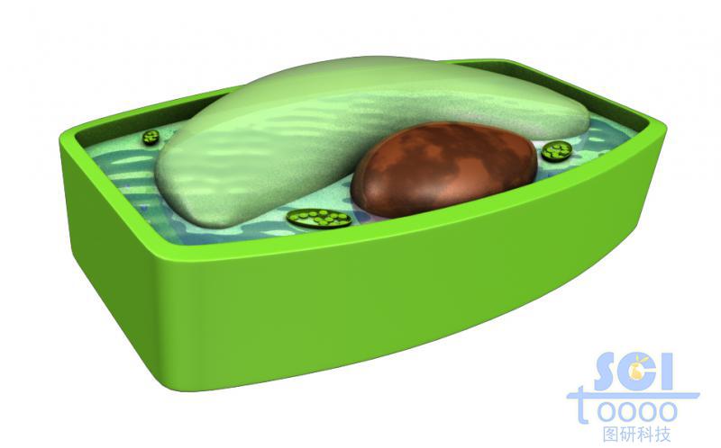 帶液泡葉綠體的植物細(xì)胞半切面